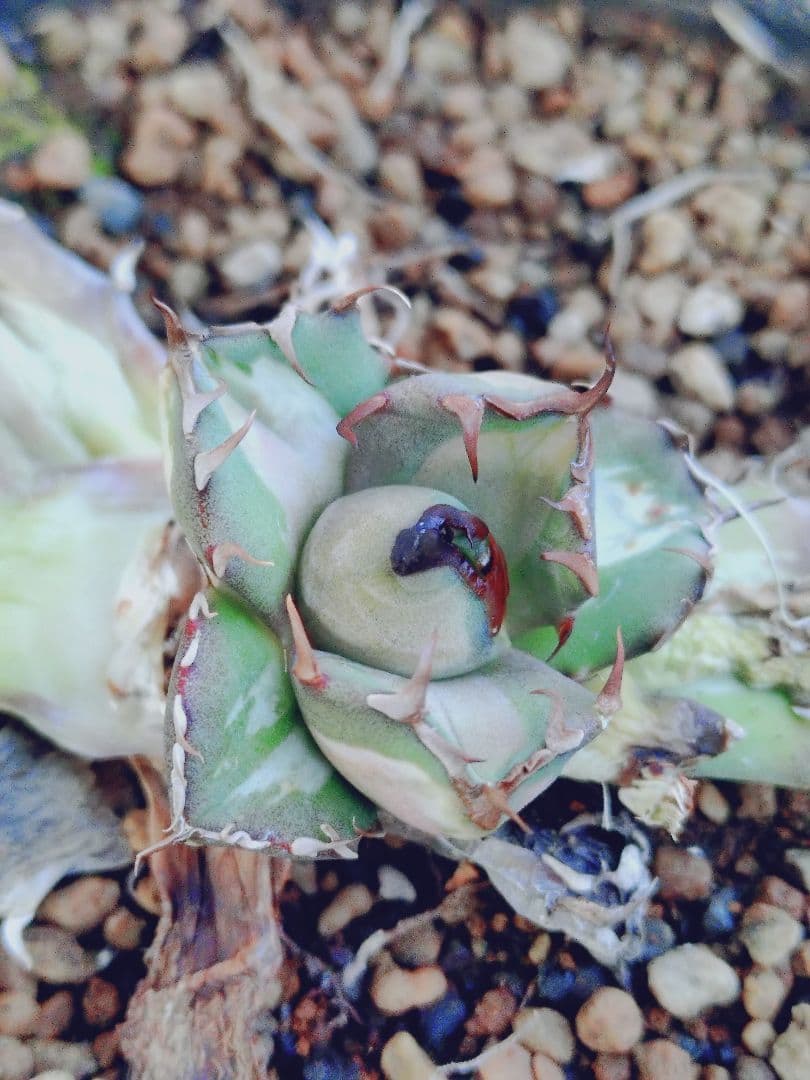 姫厳竜錦　白中斑　姫厳龍　子株　姫厳竜　ラスト