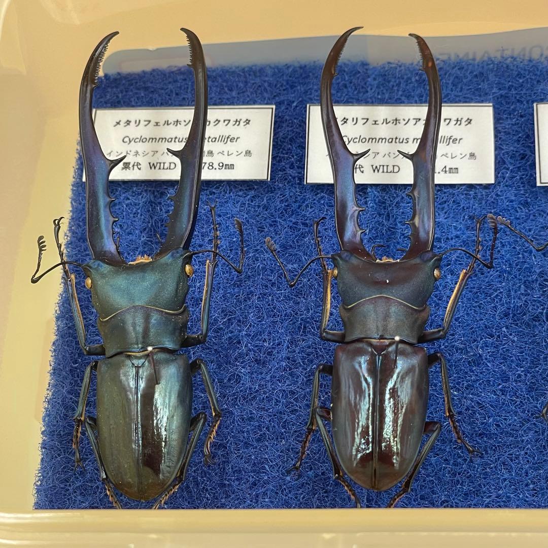 標本 激レア ブルータイプ メタリフェルクワガタ ♂4頭 WILD - メルカリ