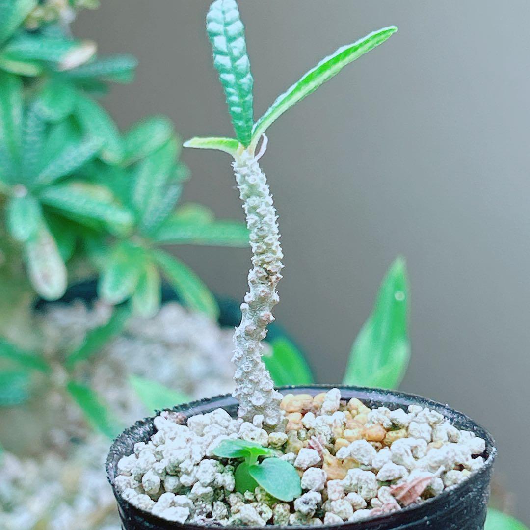 早い者勝ち☆発根済】 ドルステニア ギガス ブラータ 短葉 シルバー