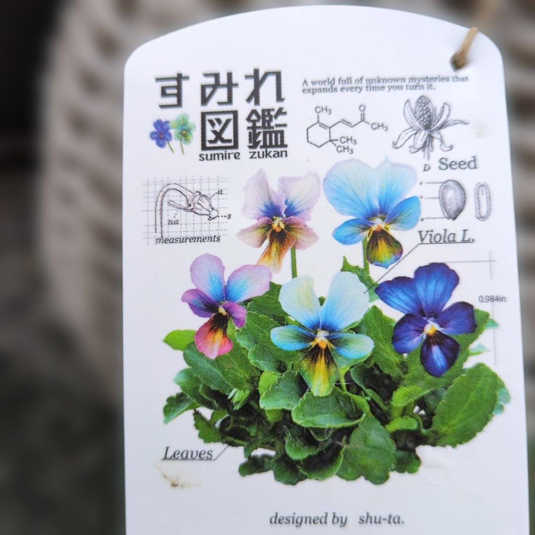 すみれ図鑑 ❤️ 寄植え - メルカリ