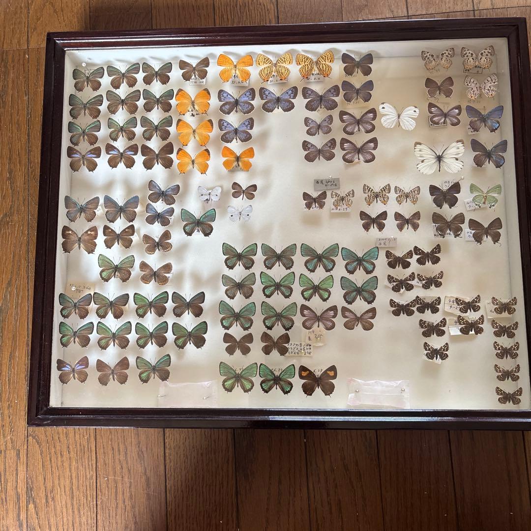 蝶の標本 フレーム入り 多数 Amazon.co.jp: KESYOO 蝶の標本 フォトフレーム 標本展示枠 蝶