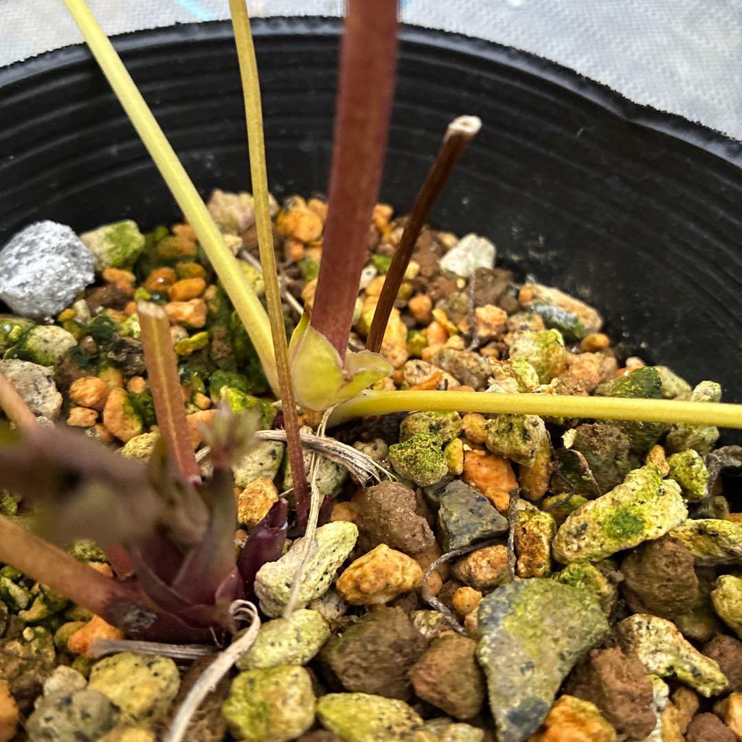 クリスマスローズ レッドオーレア 開花途中 4.5寸 中は満月みたいです