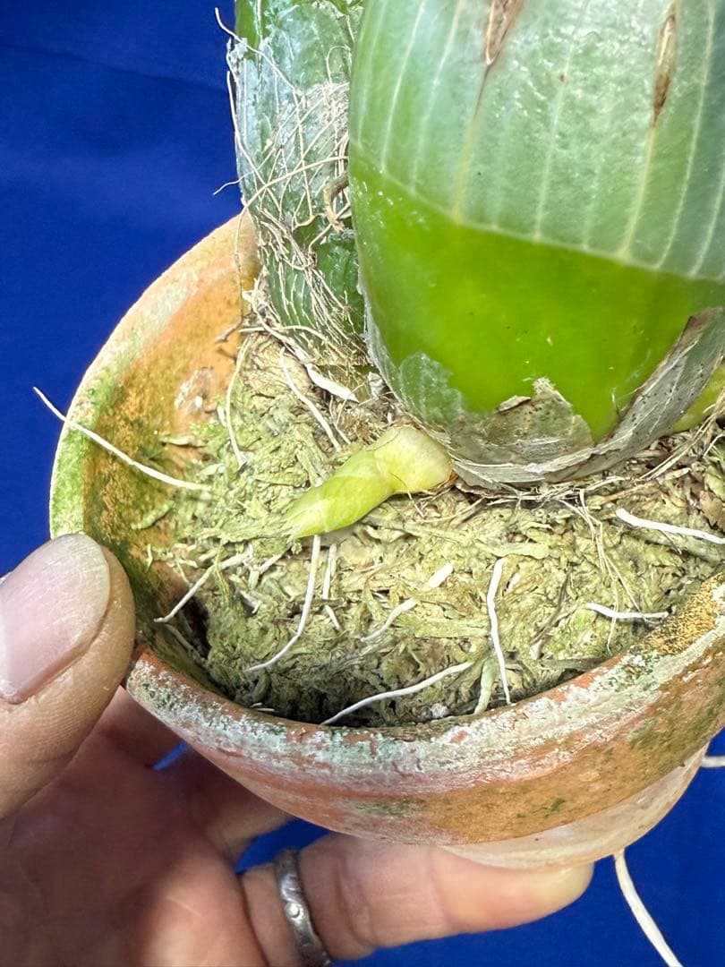 105 タケノコラン Clowesia 'Queen knight'(OG) - メルカリ