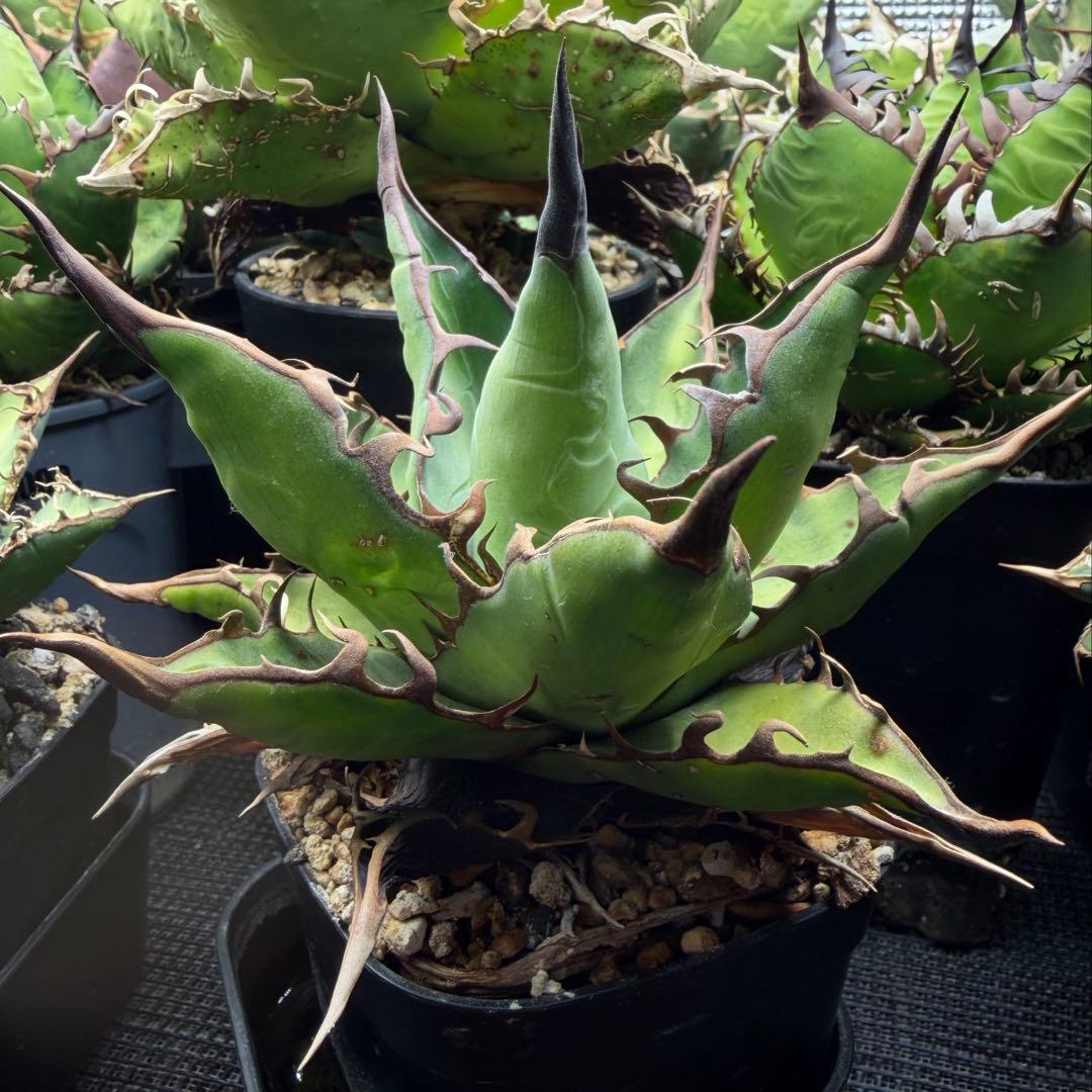 親株 アガベ ハイブリッド キシロナカンサ × コロラータ agave