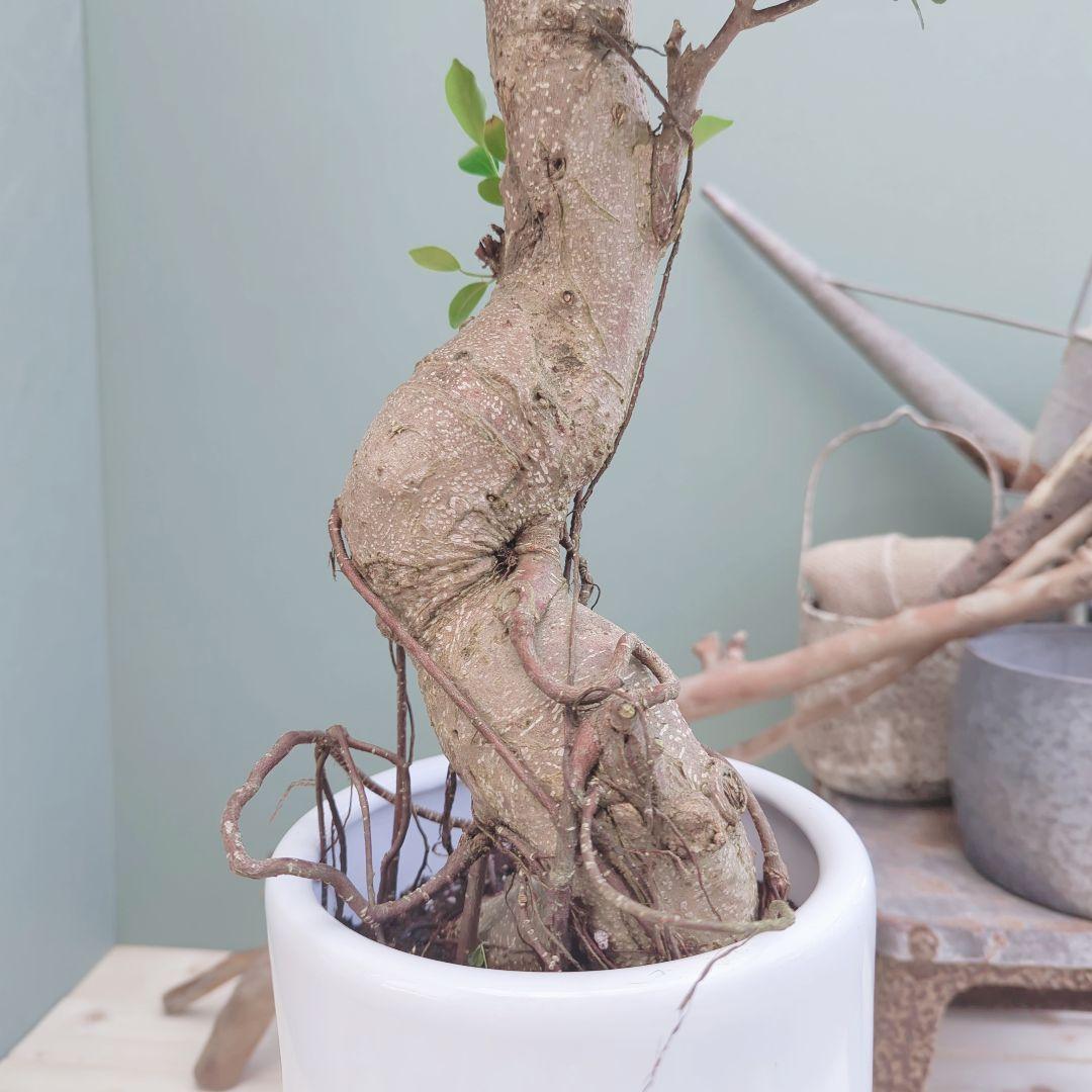 太幹(現品)根上り 曲がりガジュマル 昇り龍 登り 曲線7号