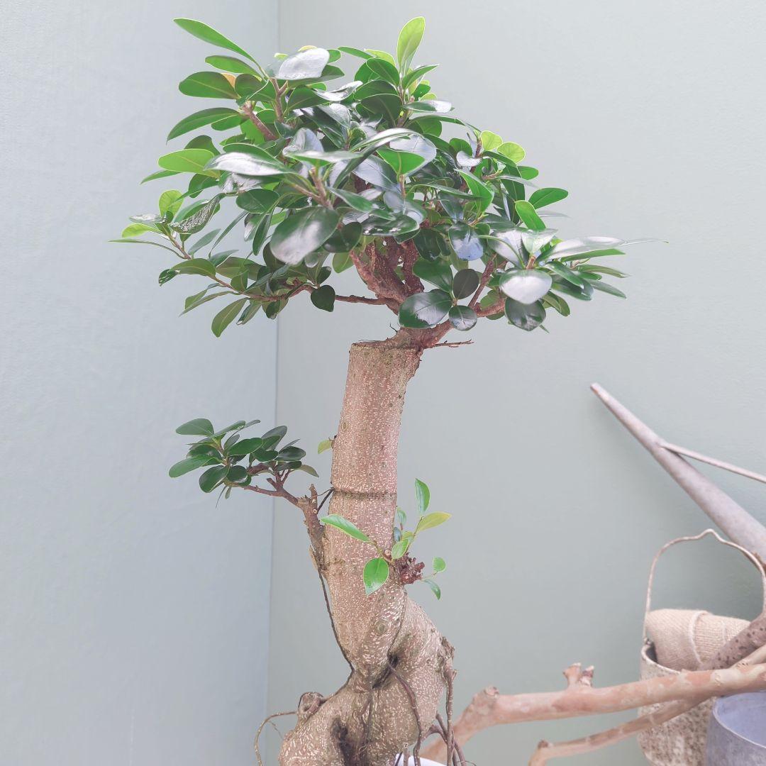 太幹(現品)根上り 曲がりガジュマル 昇り龍 登り 曲線7号