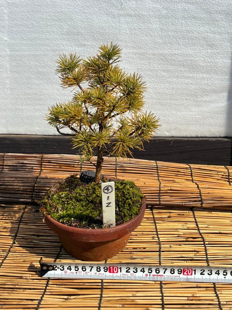 ☆盆栽☆ 赤石五葉松【Z-4】9年物 ☆愛媛県より発送☆ - メルカリ