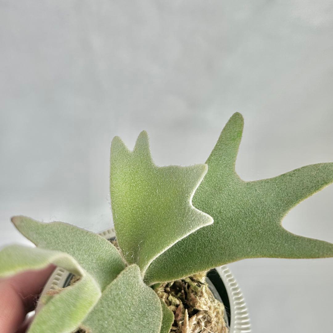 メルカリ便』P. wilinckii Golden Boy spore【90】 - メルカリ