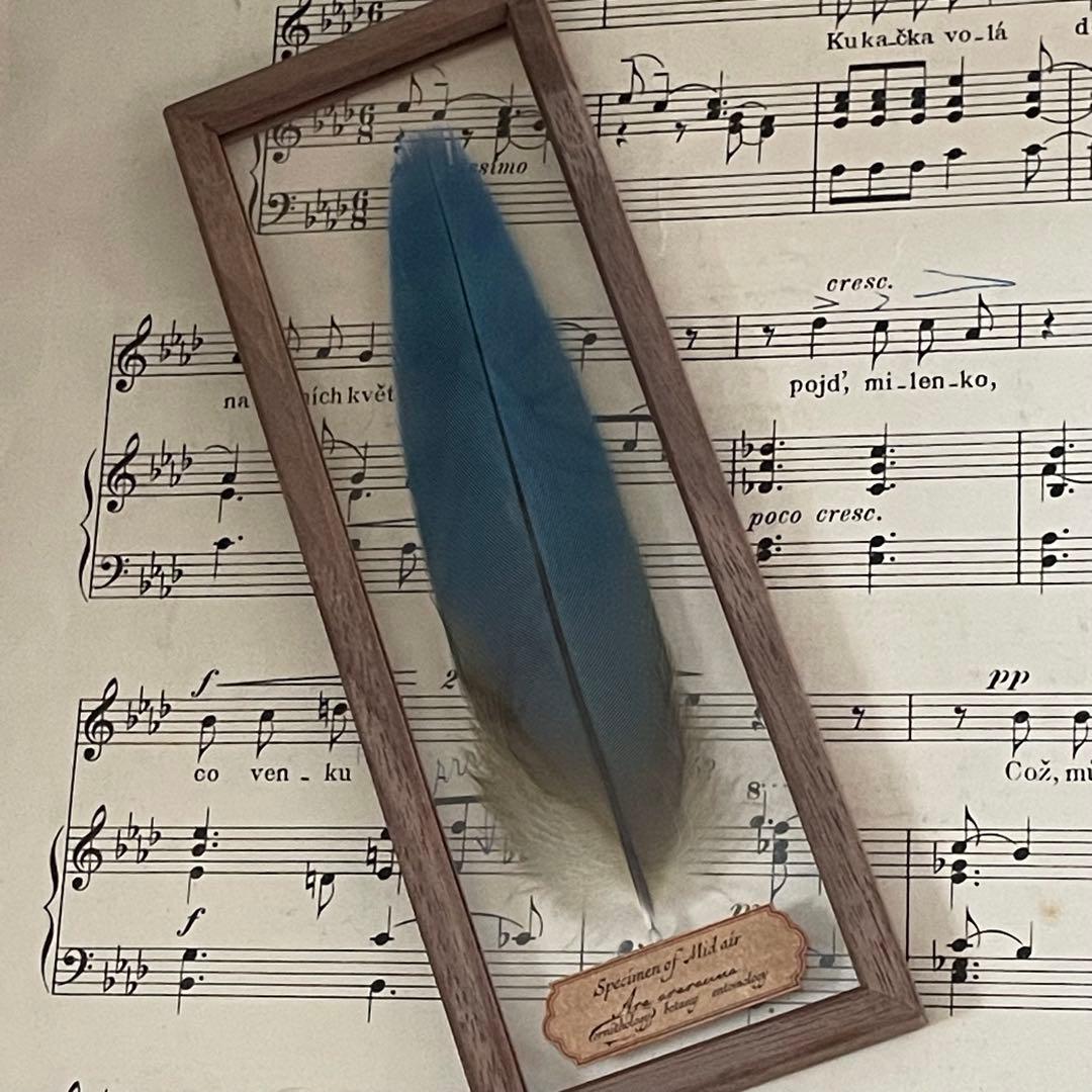 ［おまとめ］羽根の標本+ ヨダヒデミさんジュエリーボックス ディズニー「美女と野獣」オリジナルブック型オルゴールボックス