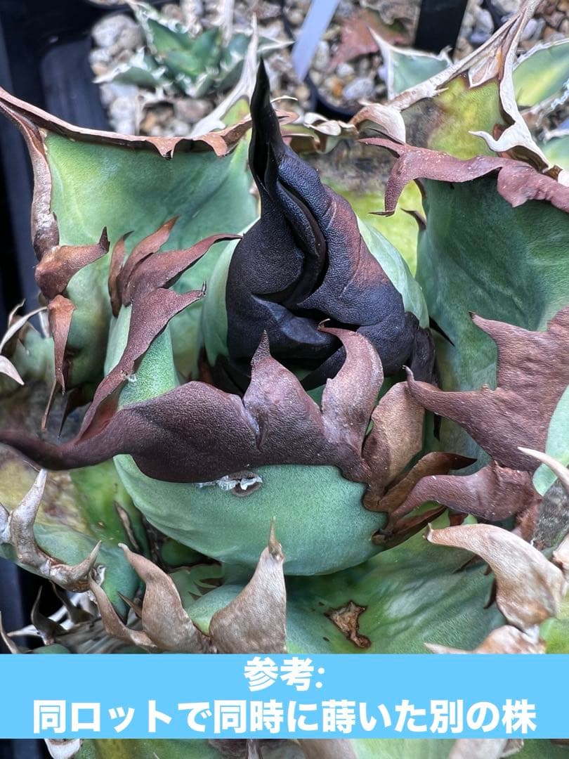 アガベ オテロイ 実生選抜 2022Lot 子株出品 アガベ オテロイ 実生 選抜 子株 - メルカリ