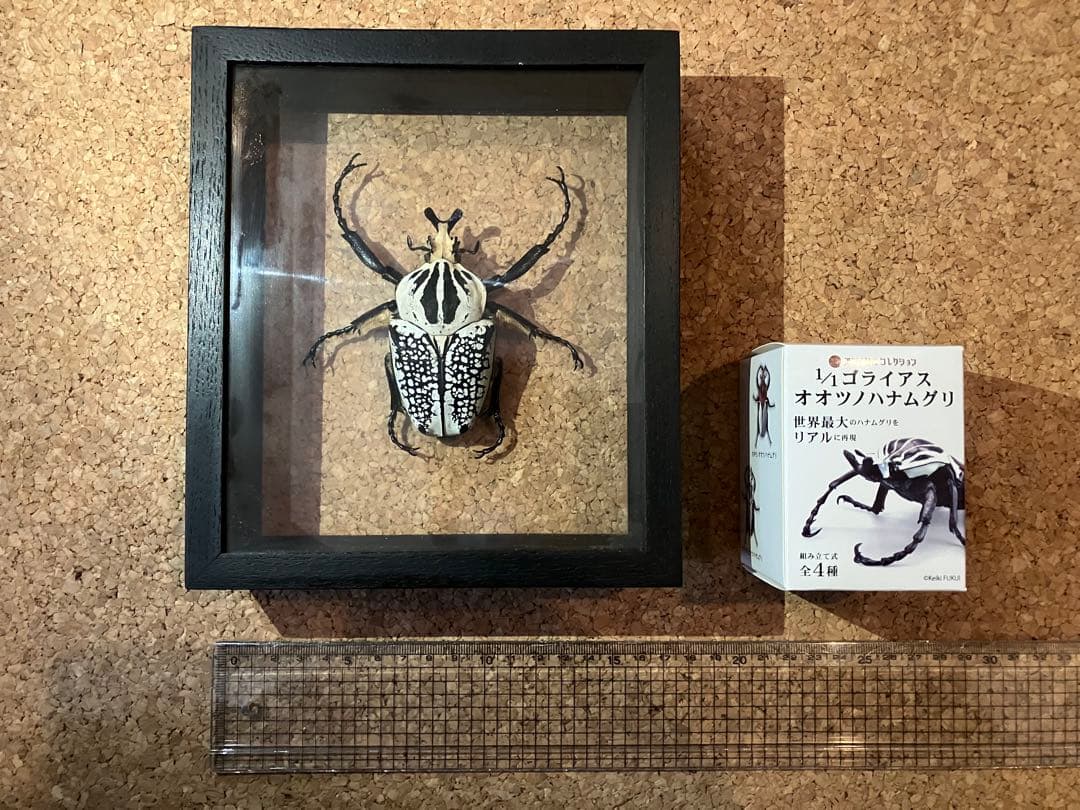 標本/ゴライアスオオツノハナムグリ/ゴライアスオリエンタリス