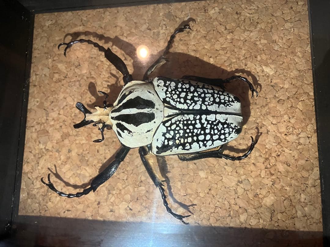 標本/ゴライアスオオツノハナムグリ/ゴライアスオリエンタリス