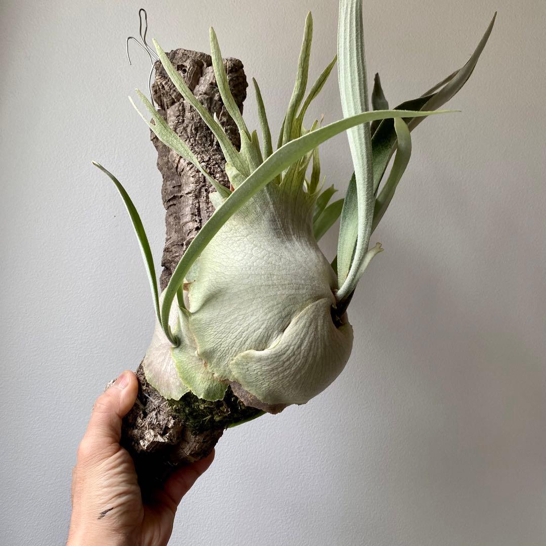 P.veitchii wild steel (vp#0) ビカクシダ 胞子 - メルカリ