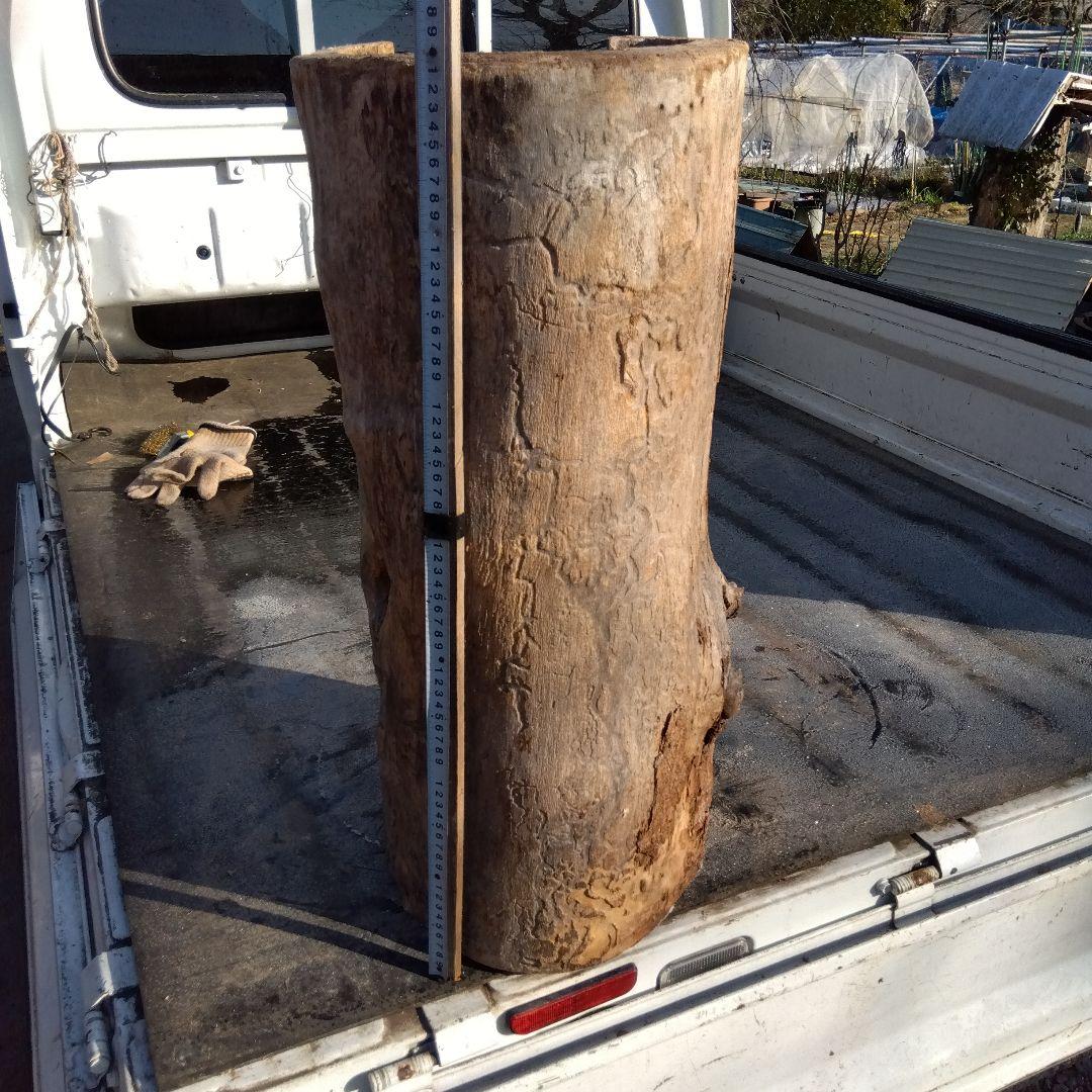 自然な木目の丸太 樹洞 丸洞 桐老木 昆虫飼育箱