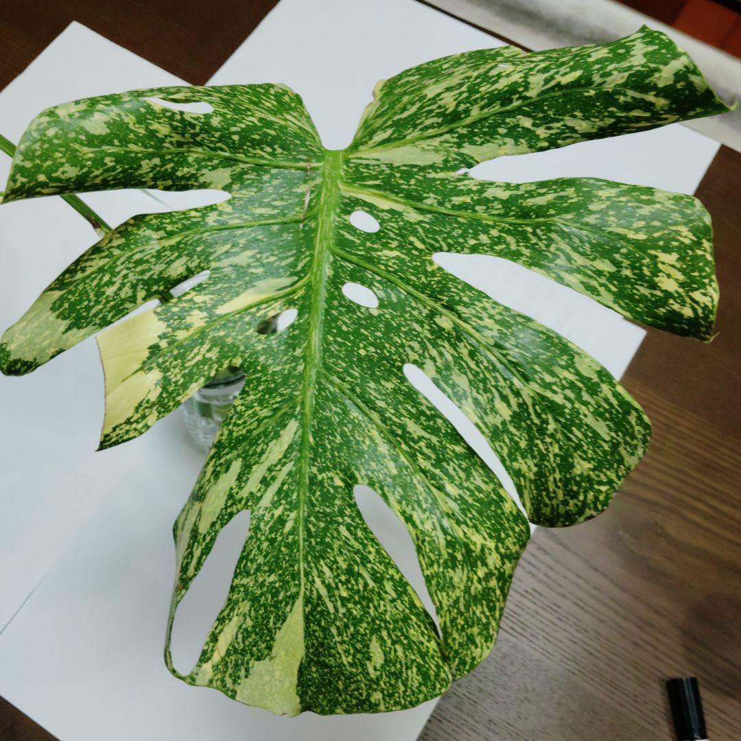 け*ん様 希少 モンステラ デリシオーサ スターライト トップ カット
