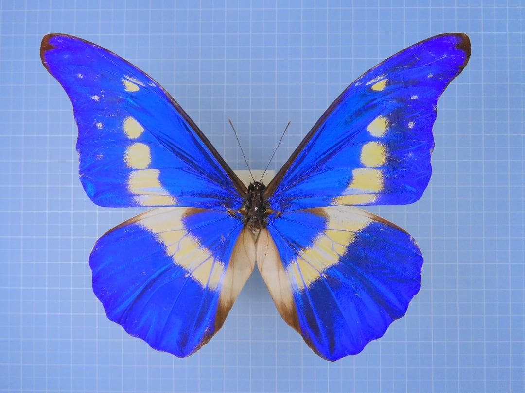 標本 Peru Morpho helena 134mm very big Morpho Rethenor Helena Peru (PE) - Wild Caught - Real Metallic