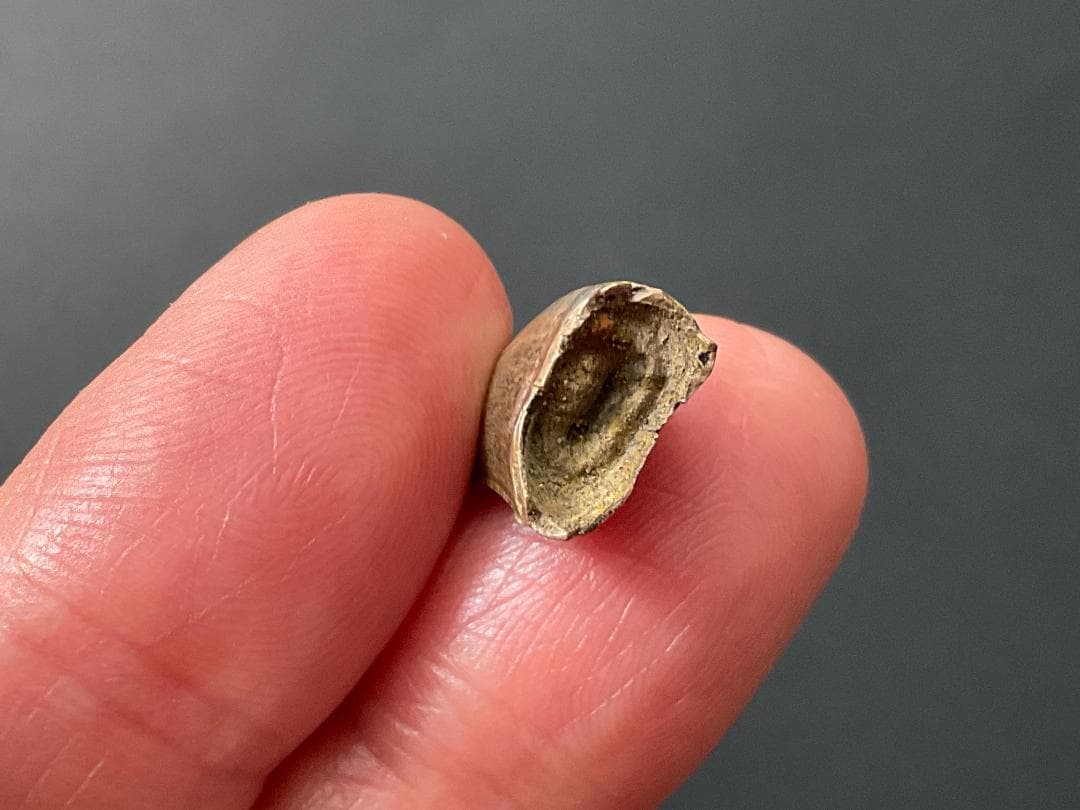 化石 ティラノサウルス 歯 [DS409] 恐竜 希少 レア - メルカリ