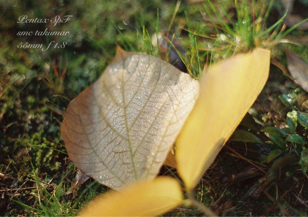 pentax spf/smcタクマー f1.8☆完動品＊初期保証＊作例多数 - メルカリ