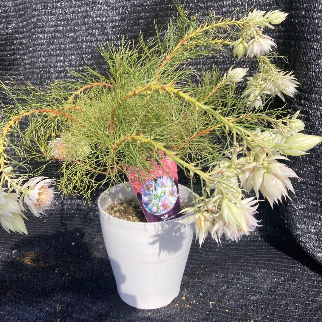 ②*:ஐ白花*:ஐジョーイセルリア・苗木【ブラッシングブライド