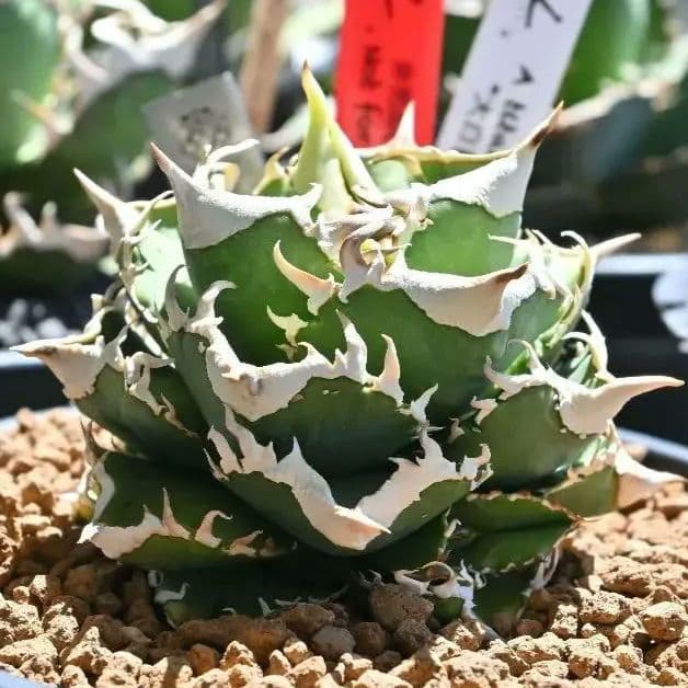 アガベ チタノタ 大白鯊 ホホジロザメ 子株（検 白豪刺 オテロイ