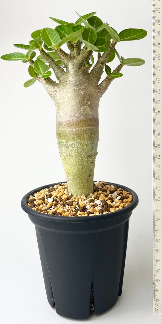 激レア/塊根植物】アデニウム アラビカム ゴジ バオバブタイプ 鉢植え