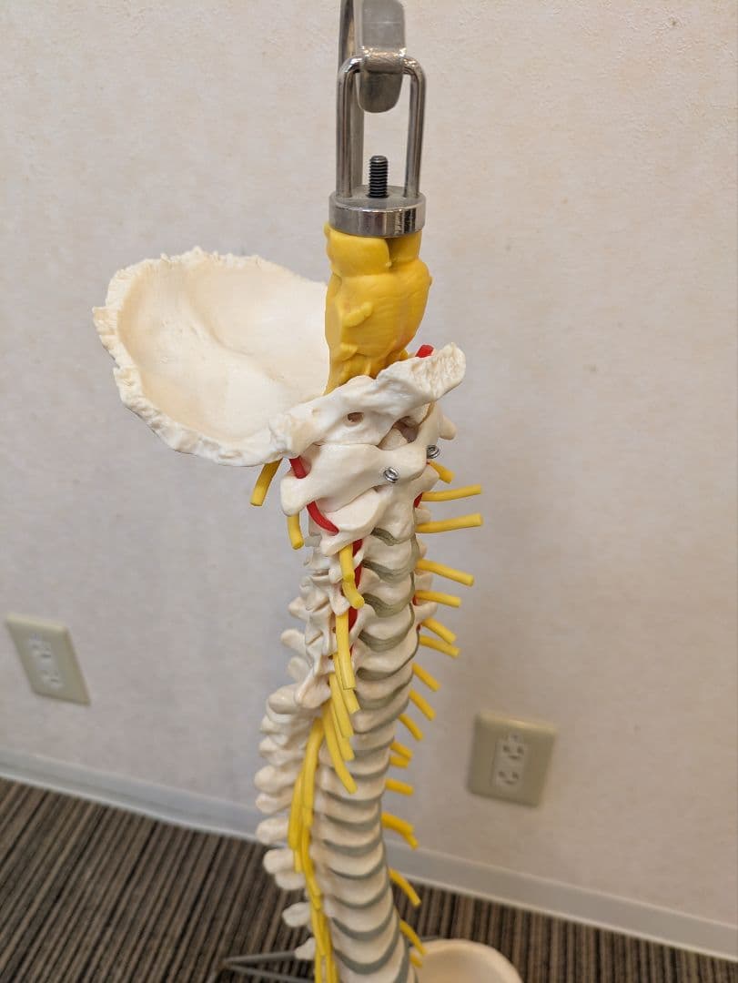 SOMSO(ソムソ)社製 脊柱模型 ドイツ製