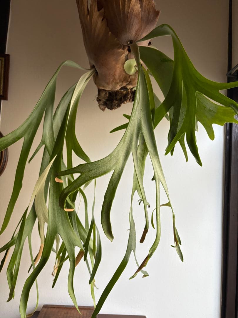 はなはなはなこ