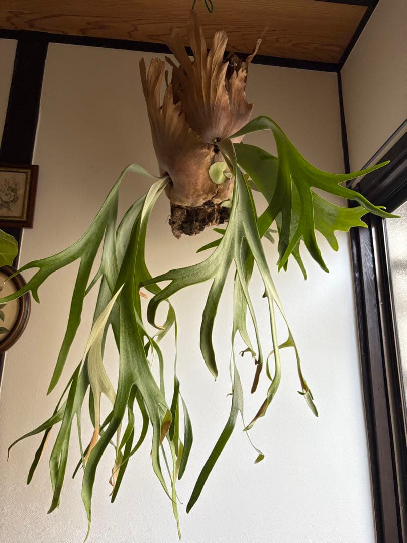 はなはなはなこ