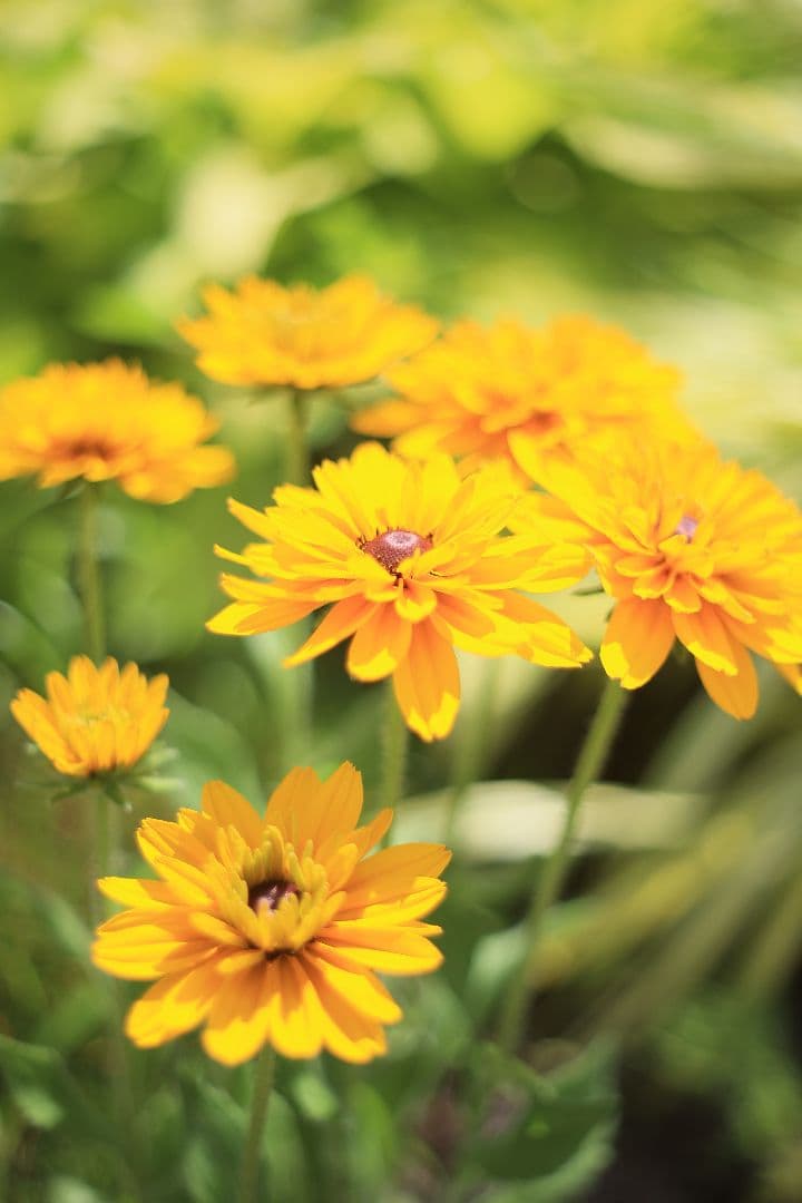 《希少》AUTO mamiya/sekor 55mm F1.8 後期型【良品】