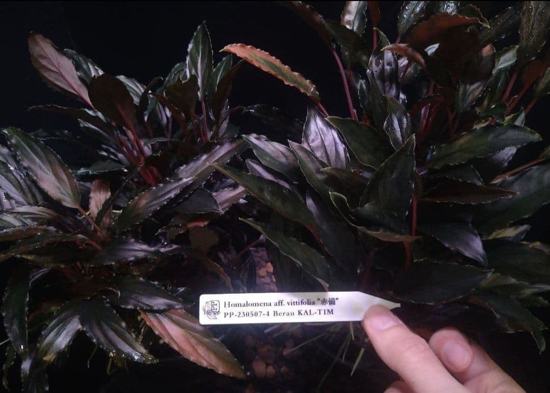 Homalomena aff. vitifolius 赤備 2株 - メルカリ