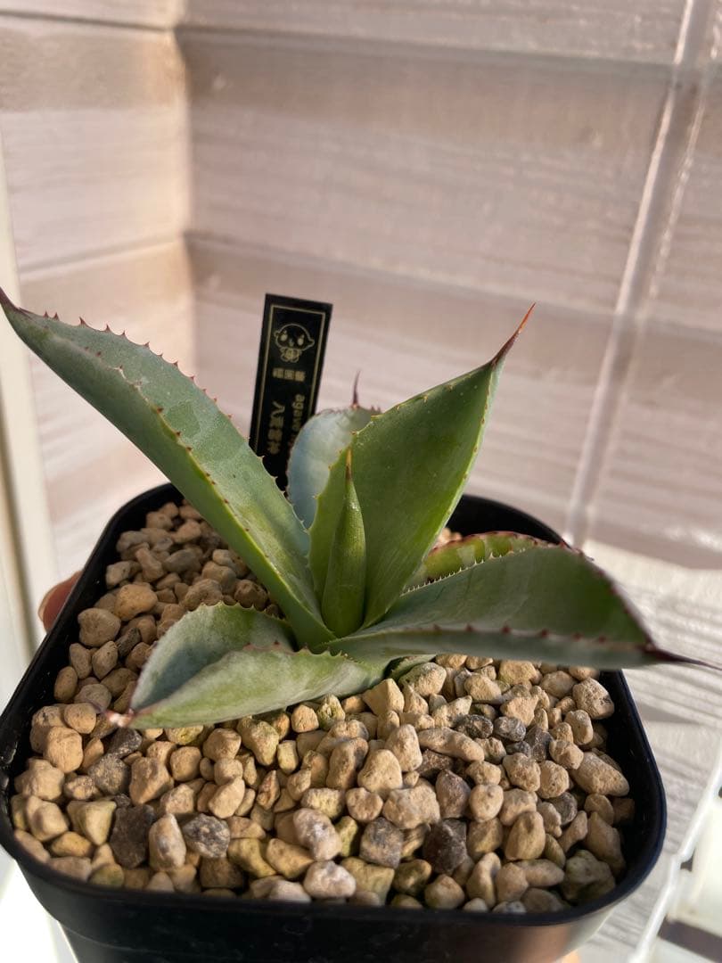 専用です。瀧雷血后と姫嚴龍x姫雷帝