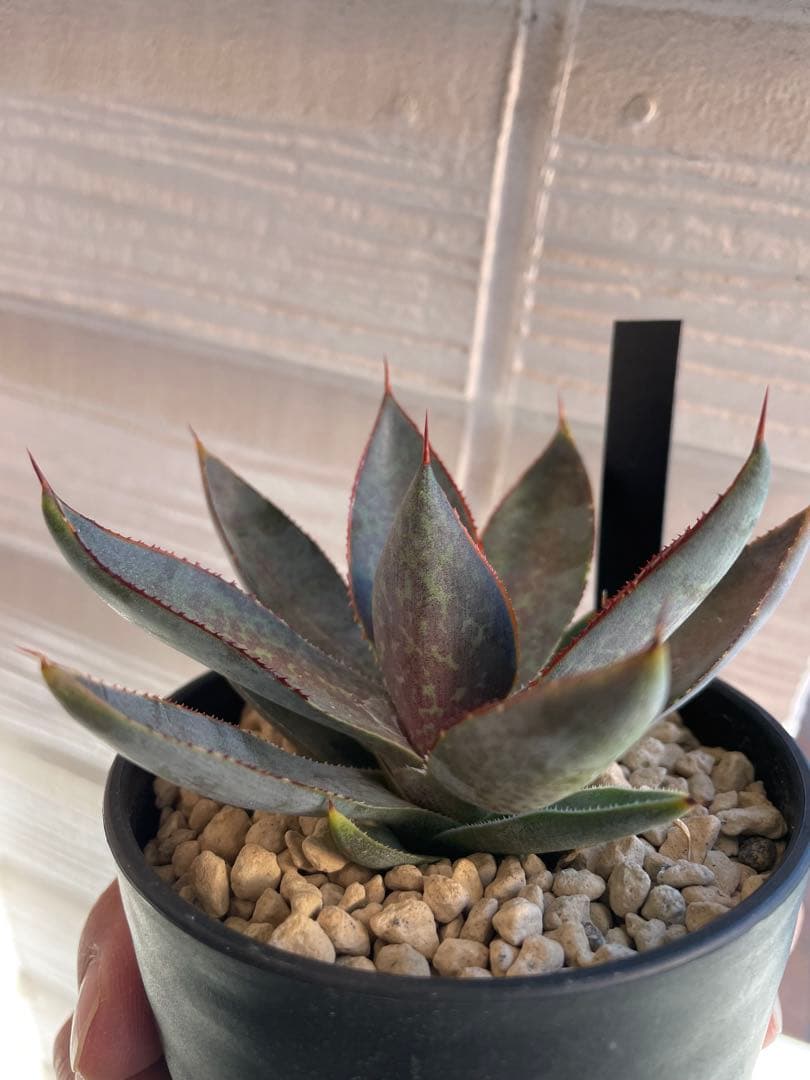 専用です。瀧雷血后と姫嚴龍x姫雷帝