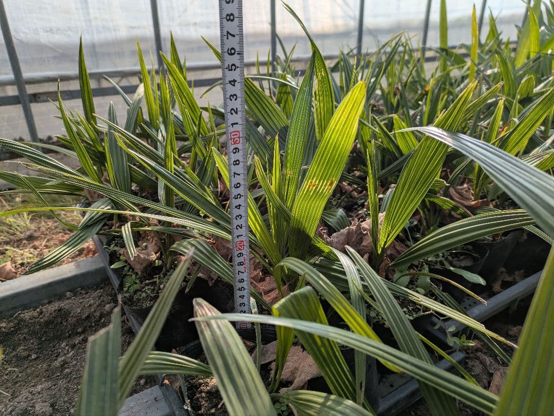 残りわずか カナリーヤシ50株 - メルカリ