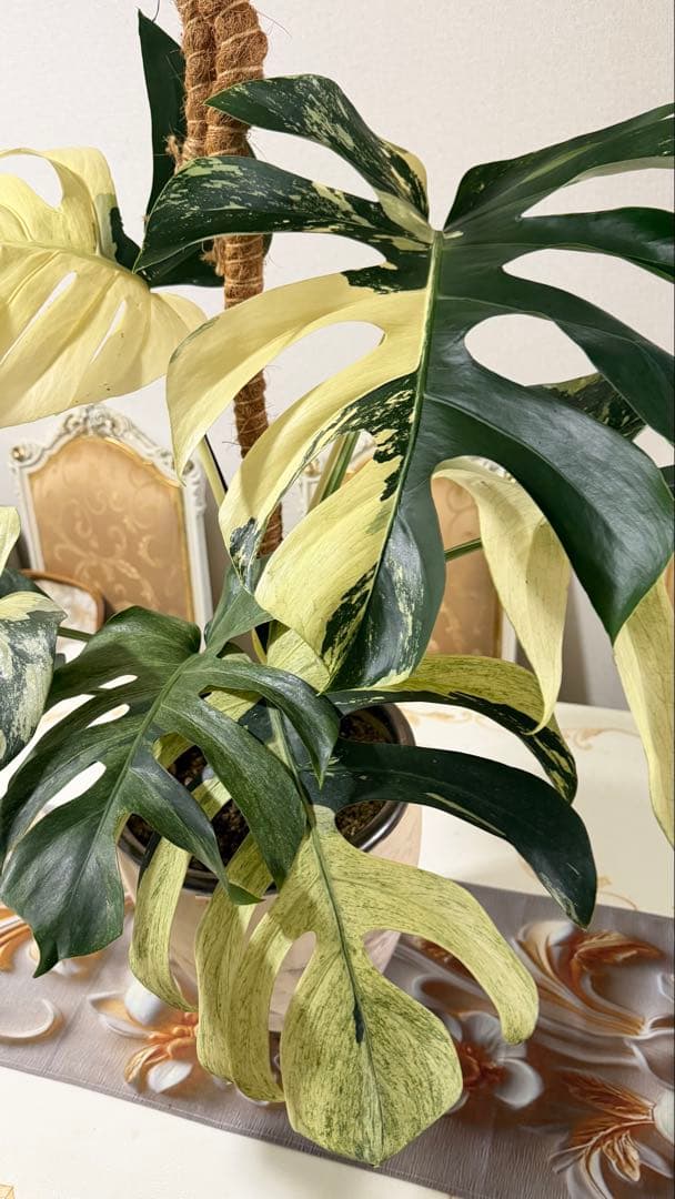 モンステラ デリシオーサ ジャングルミント - メルカリ