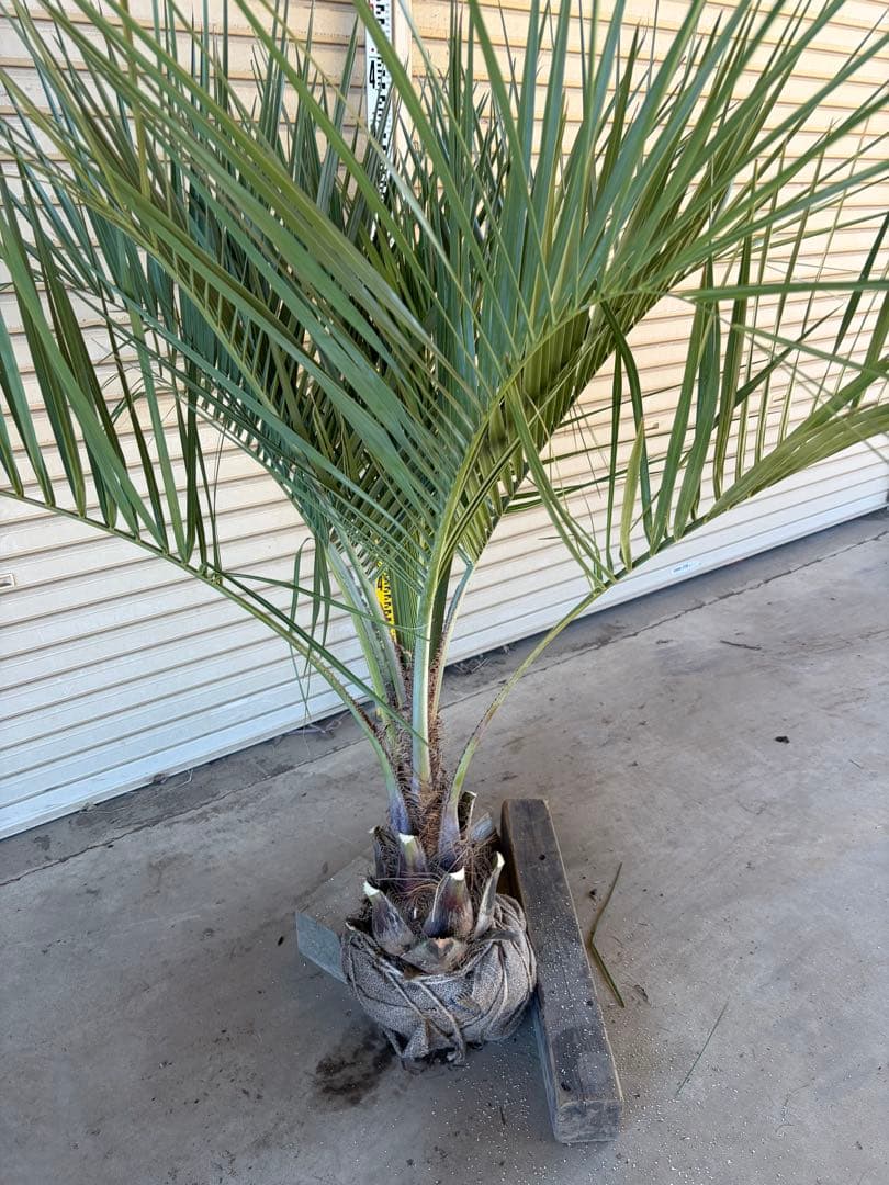 ココスヤシ 根鉢上から130センチ