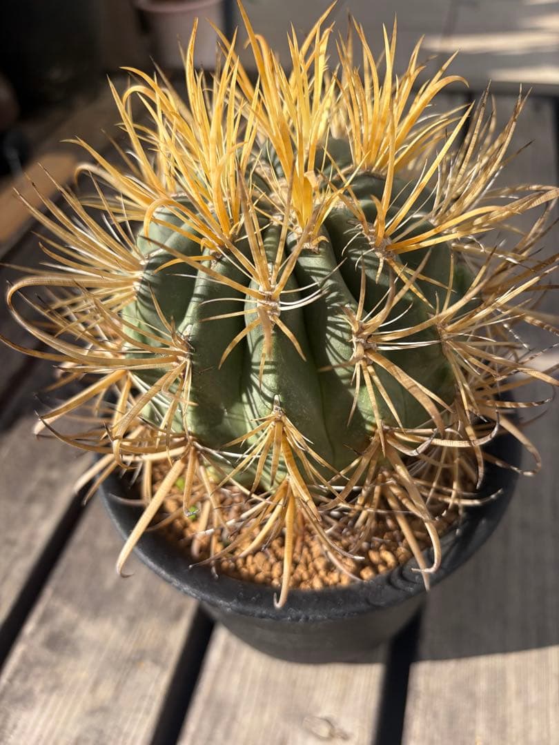 フェロカクタス金冠竜◇多肉サボテン アガベ ユッカ ハオルチア アロエ