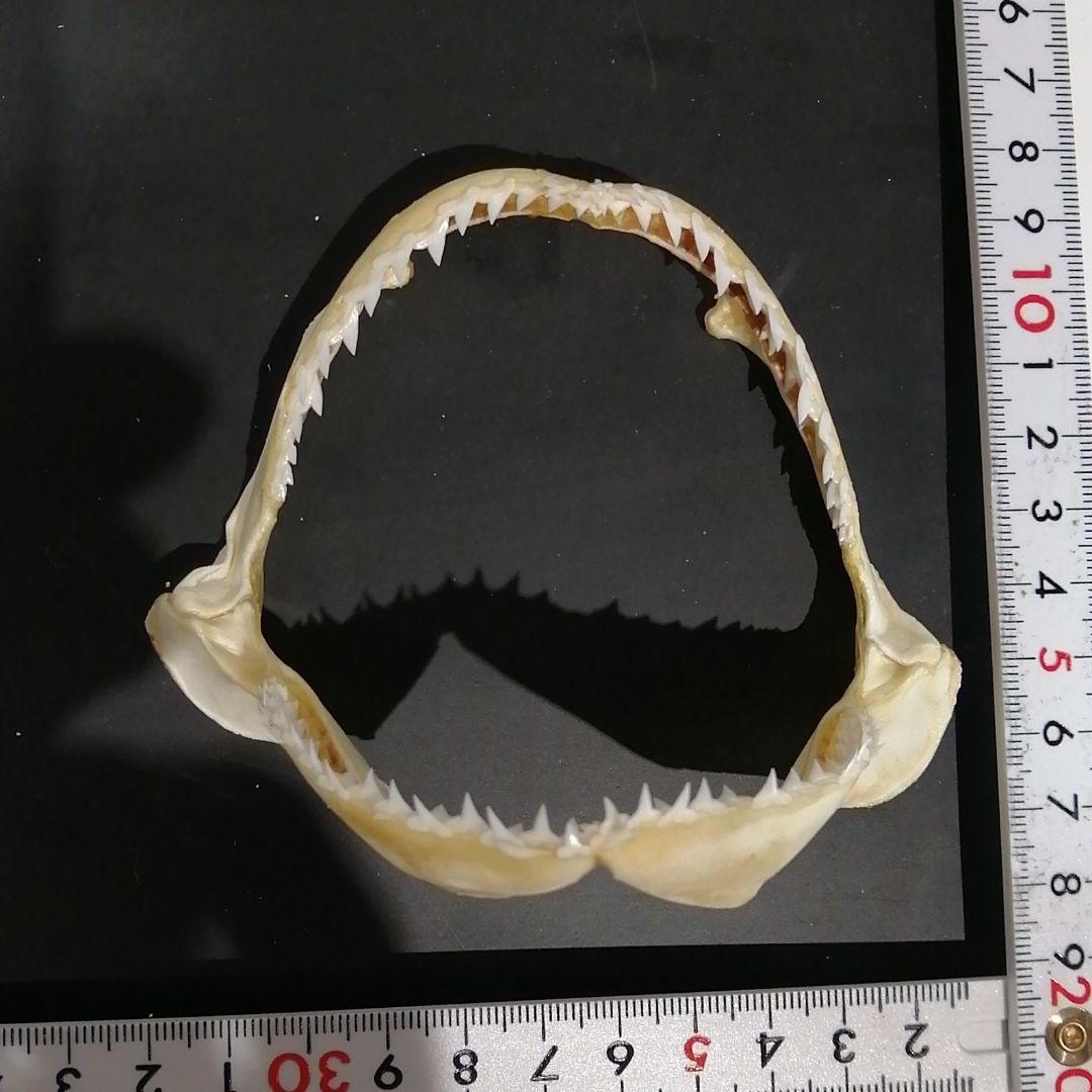 シロシュモクザメ あご 歯 標本 No.a0 - メルカリ