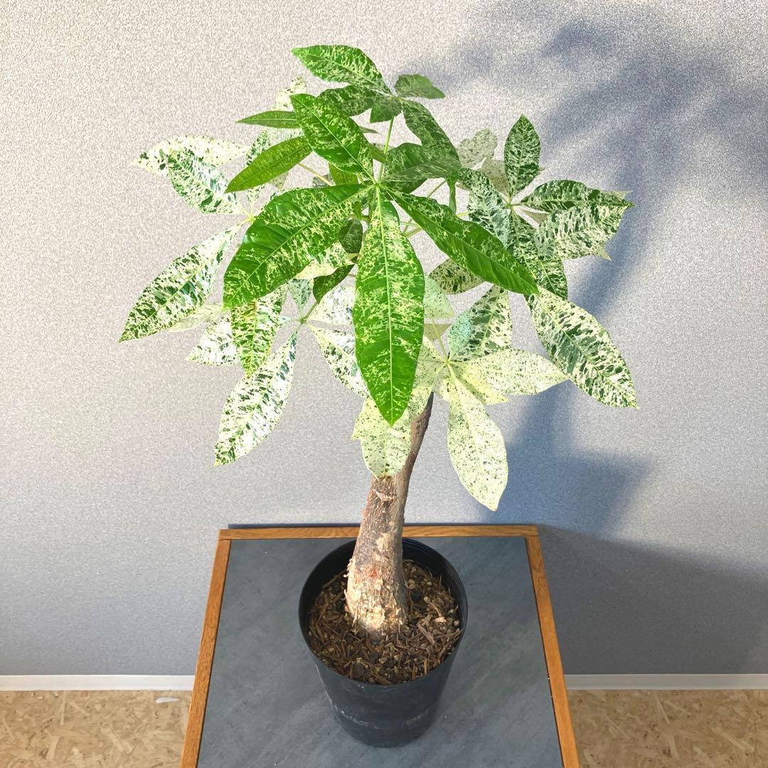 超希少❗️白勝❗️パキラ ミルキーウェイ 接木✨