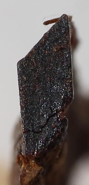 香木 古渡命銘木《初音》小分け約0. 32g 沈香 伽羅 奇南 奇楠 お香 香道