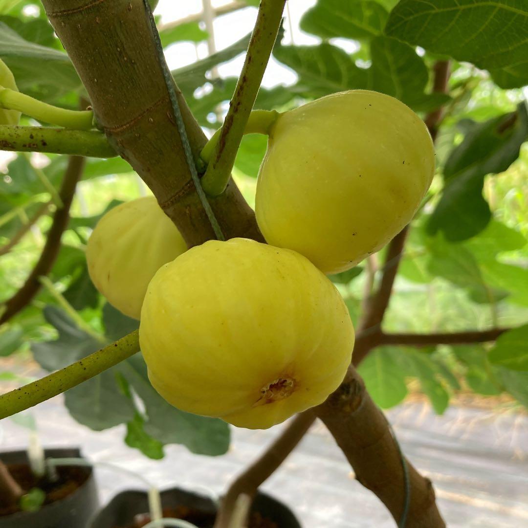 Azerbaijan Yellow 穂木 イチジク - メルカリ