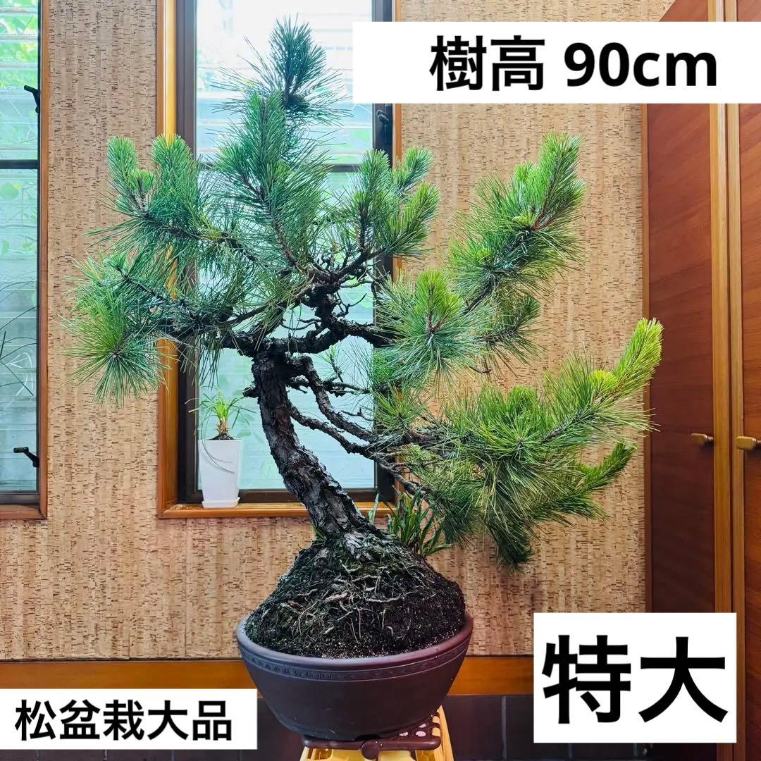 Porco　【特価】松盆栽大品　樹高 90cm 特大 五葉松 大品盆栽 樹齢100年の一点物盆栽を販売｜盆栽妙 – 盆栽妙 本店