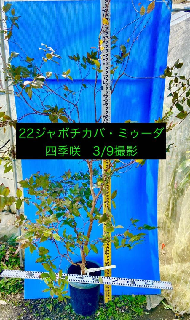 22ジャボチカバ・ミゥーダ 四季咲 耐寒性