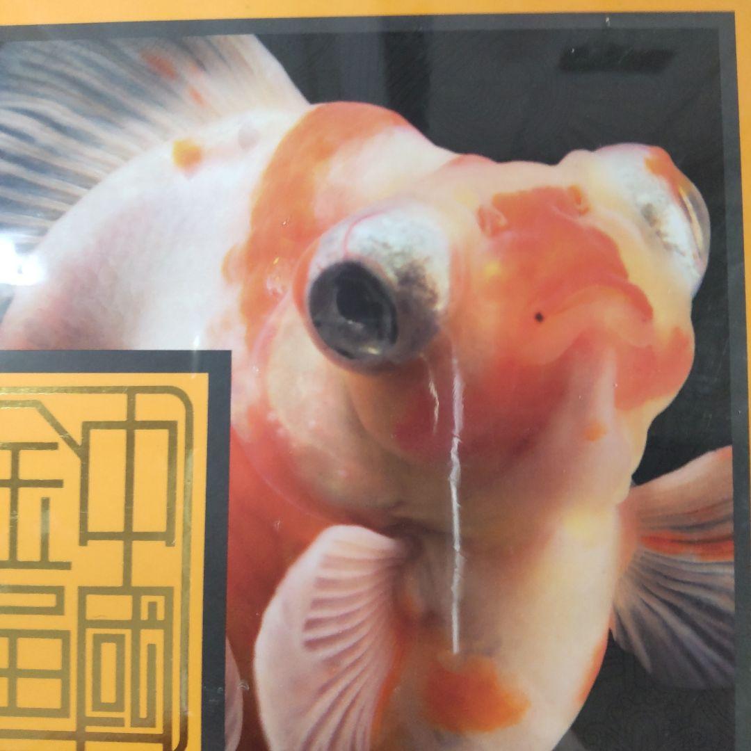 未開封新品】シュリンク有 中国金魚図鑑・専門書 - メルカリ