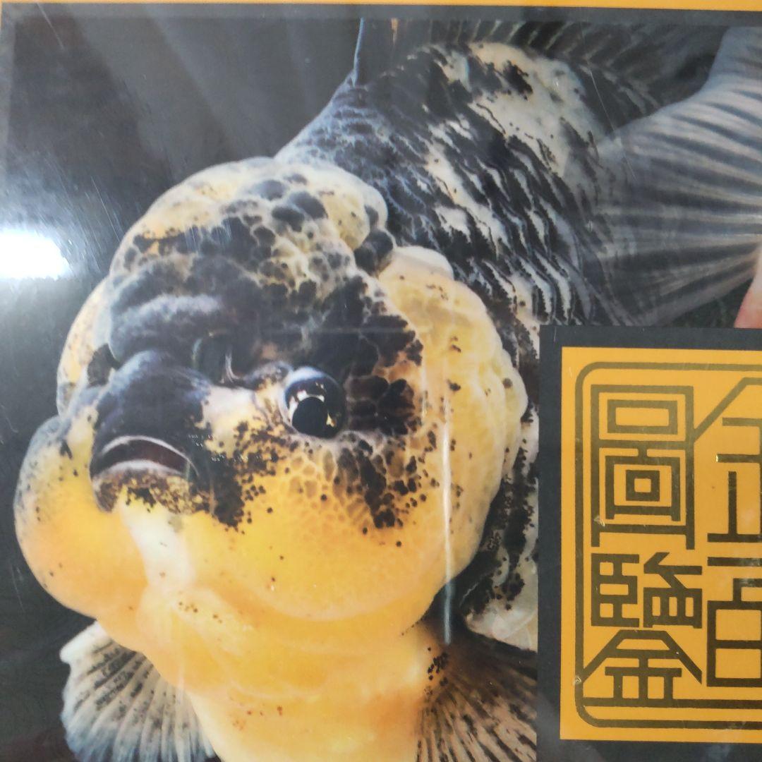 未開封新品】シュリンク有 中国金魚図鑑・専門書 - メルカリ