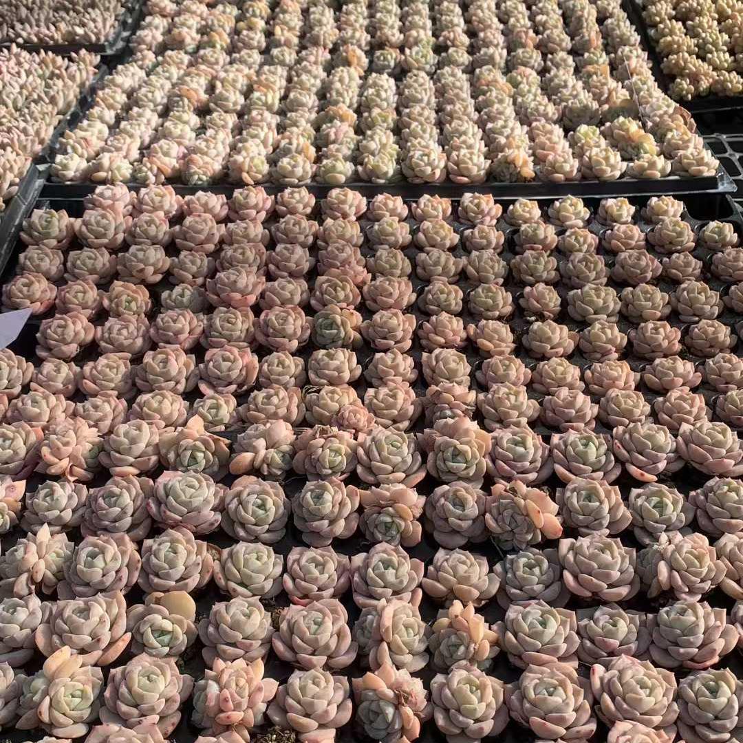 Top【選抜株】多肉植物 220718オウンスロー 105個 プラグトレー苗