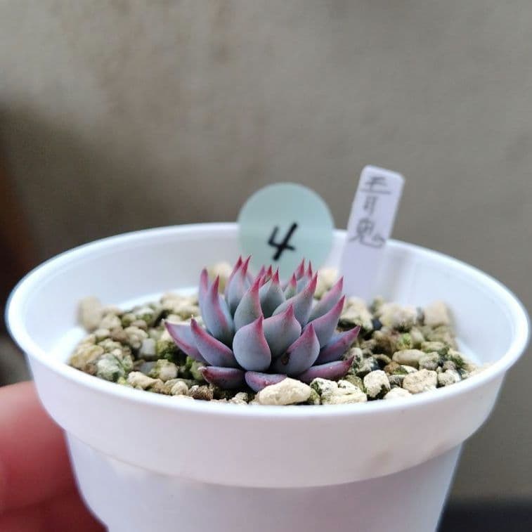 ミックスベリア 青鬼 小苗④ - メルカリ