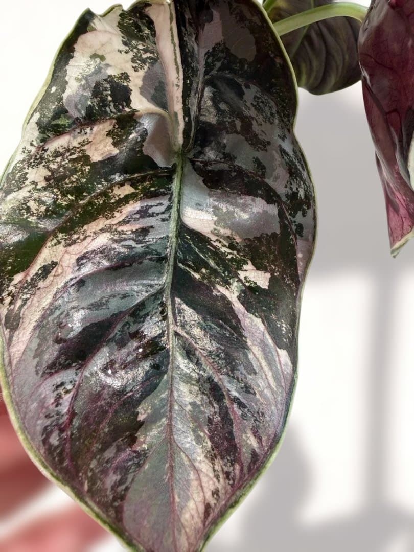 アロカシア アズラニー 斑入り 芋 限定2個 - メルカリ