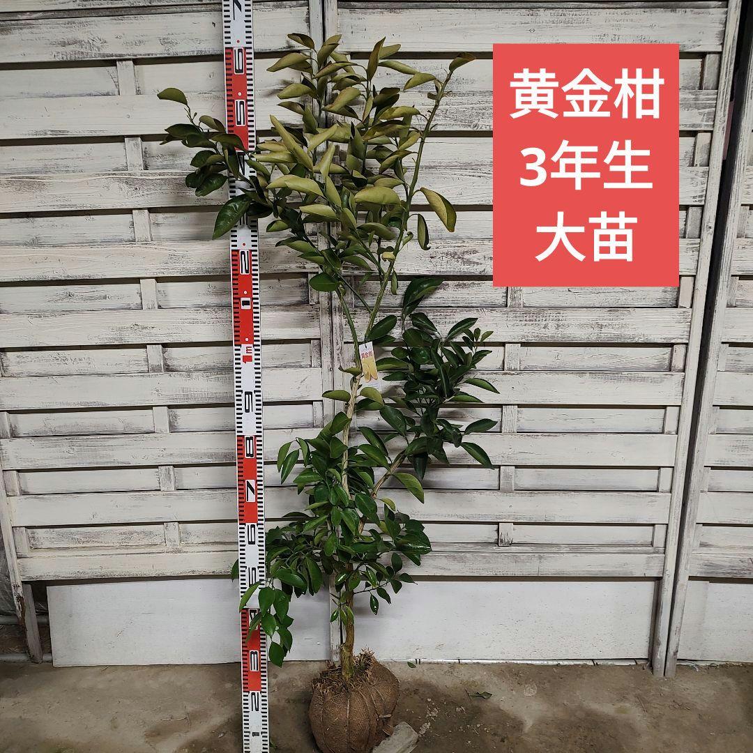 葡萄さま専用 黄金柑 おうごんかん ゴールデンオレンジ 3年生 大苗 楽天市場】オレンジ 苗木 【黄金柑 （おうごんかん）】 3年生 接ぎ木