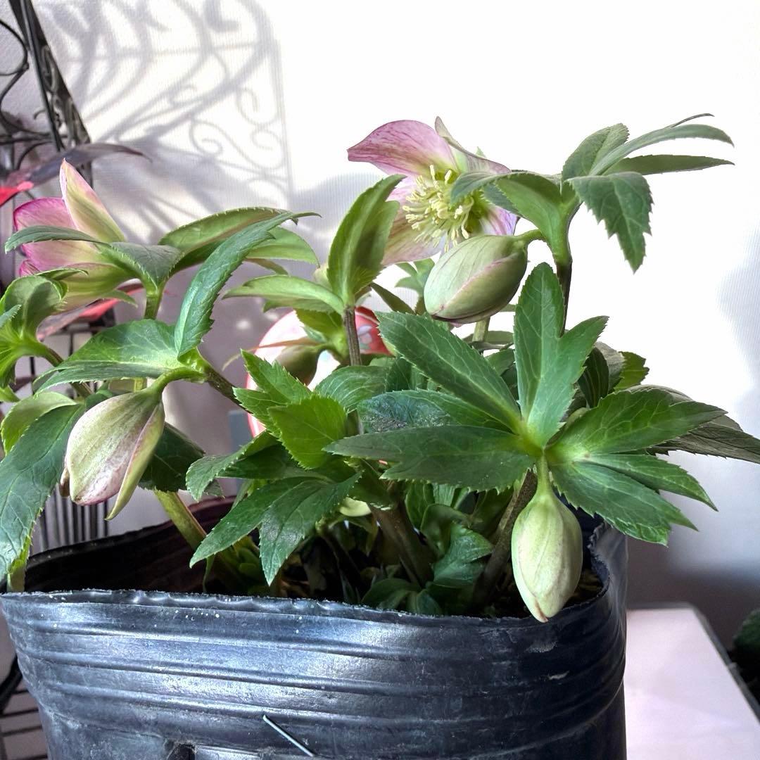 【横山園芸】クリスマスローズ プチドール　ss《1/15》ピンクベイン系