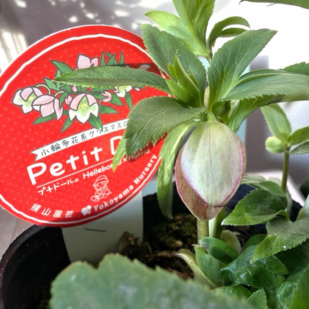 【横山園芸】クリスマスローズ プチドール　ss《1/15》ピンクベイン系